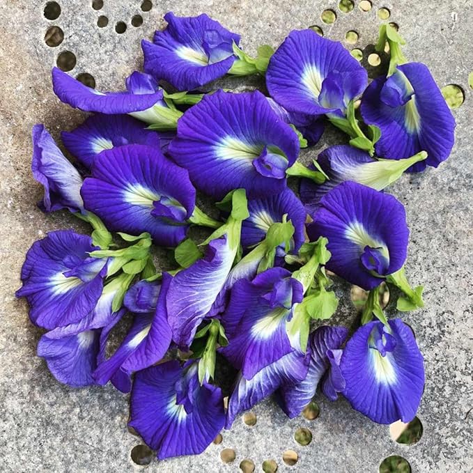 Gaea's Blessing Seeds - Butterfly Pea Seeds - Asian Pigeonwings - Non-GMO, Open-Pollianted, and Untreated - Includes Easy to Follow Planting Instructions (Clitoria ternatea)