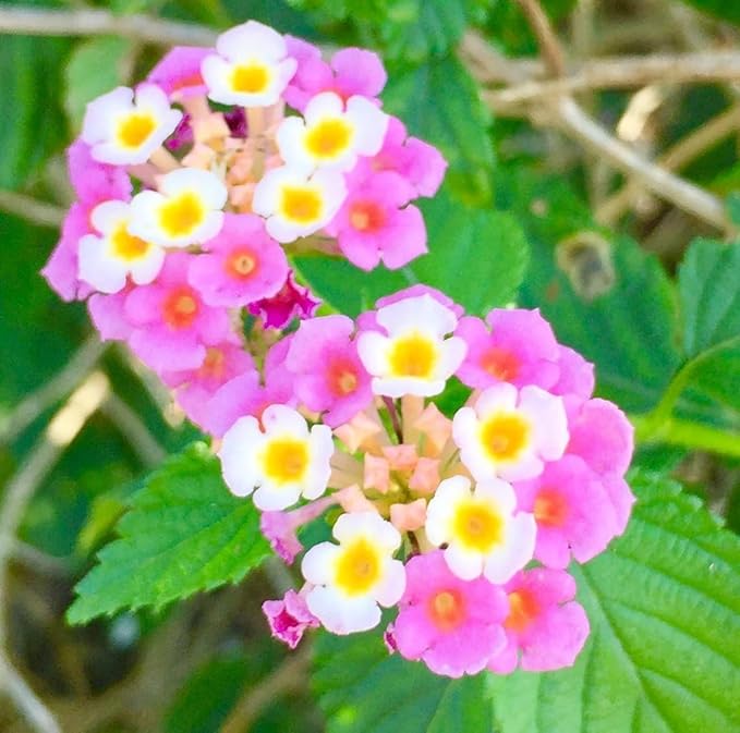 300+ Lantana Flower Seeds for Planting,Perennial Mix Lantana Camara Flowers Seeds to Plant-Non-GMO Heirloom Mixed Color Flower Seed for Home Garden Outdoors