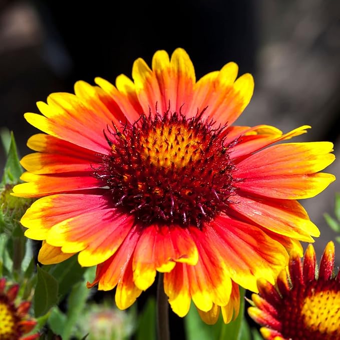 Clovers Garden Blanket Flower (Gaillardia) Arizona Sun Plants – Two (2) Live Plants – Non-GMO - Not Seeds - Each 4" to 8" Tall – in 4" Inch Pots – Hardy Flowering Perennial, Pollinator Favorite