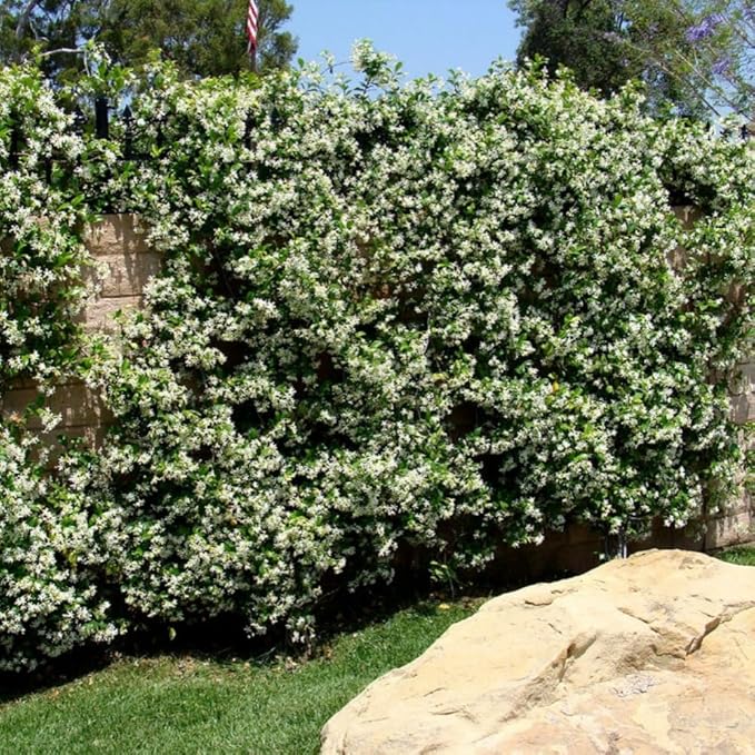 100+ Climbing Jasmine Flower Seeds for Planting Fragrant Plant Seeds Non-GMO Garden Home Jasmine Garden Balcony Climbing Flower