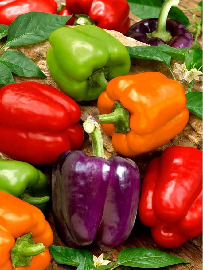 Rainbow Sweet Bell Pepper Seed Mix Multicolor Blend 40+ Seeds