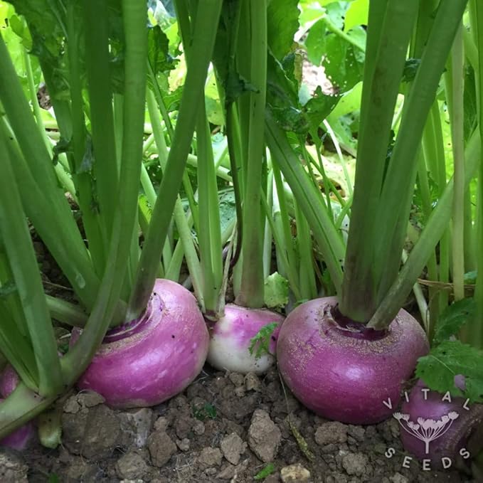 Purple Top White Globe Turnip Seeds,50 Count COOL BEANS N SPROUTS Brand. Heirloom. Non-GMO. Home Gardening.