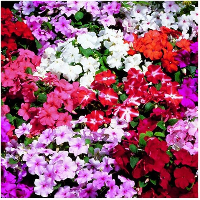 Park Seed Impatiens Flowering Plant Seeds, Accent Hybrid Mix Flower, Pack of 30 Seeds