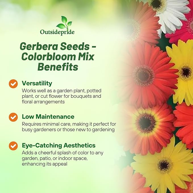 Outsidepride Colorbloom Mix Gerbera Seeds - 20 Pcs Perennial, Compact & Low Maintenance, Flower Seeds for Planting w/Vibrant Mixed Blooms, Ideal for Garden Landscaping & Cut Flower Arrangements