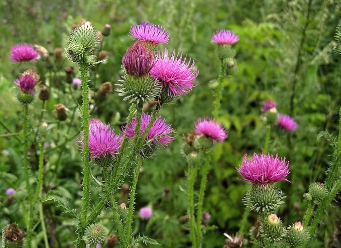CEMEHA SEEDS Herb Holy Thistle Milk Mary Silybum Marianum Medicinal Annual Non-GMO