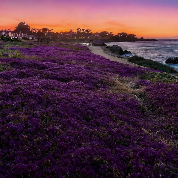 20000 Purple Creeping Thyme Seeds for Planting Outdoor,Creeping Phlox Ground Cover Seeds,Perennial Flower Seed Plant Non-GMO Heirloom Thyme Thymus Serpyllum Seed in Home