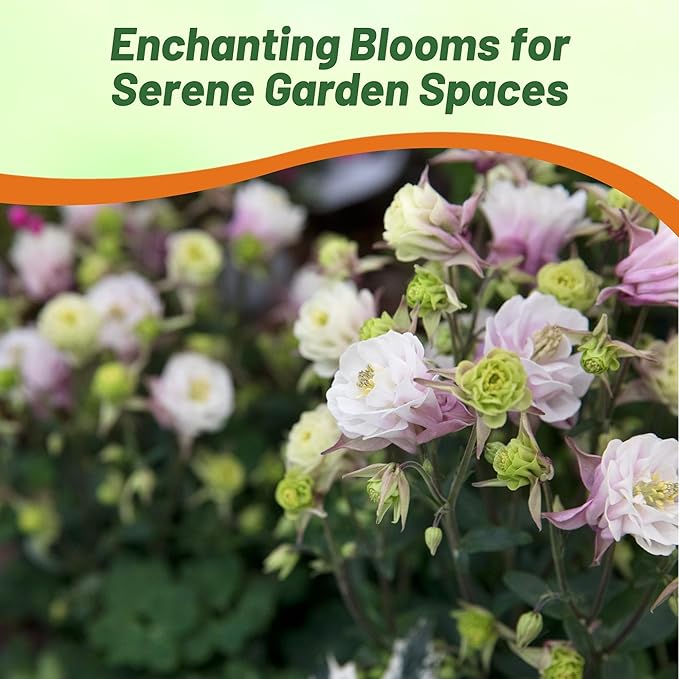 Outsidepride Rose White Columbine Seeds - 10 Pcs Perennial, Easy to Grow Flower Seeds for Planting, Suitable for Pollinator-Friendly Garden, Cut Floral Arrangements, Ground Covers, or Borders