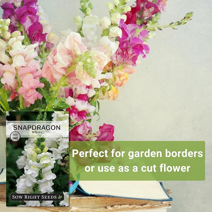 Sow Right Seeds - White Snapdragon Seeds for Planting - Non-GMO Heirloom Annual Variety - Beautiful Snap Dragons Flowers - Easy to Grow - Perfect for Gardens and Pots - Attract Pollinators (1)