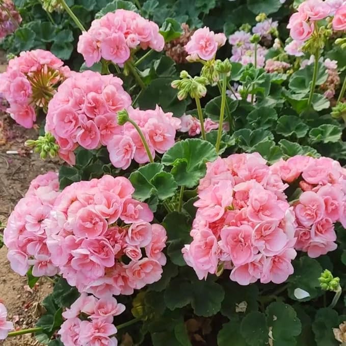 15+ Mixed Geranium Seeds - Non-GMO Adaptable Flowers, Fragrant Showy Blooms, for Balcony & Garden Decoration