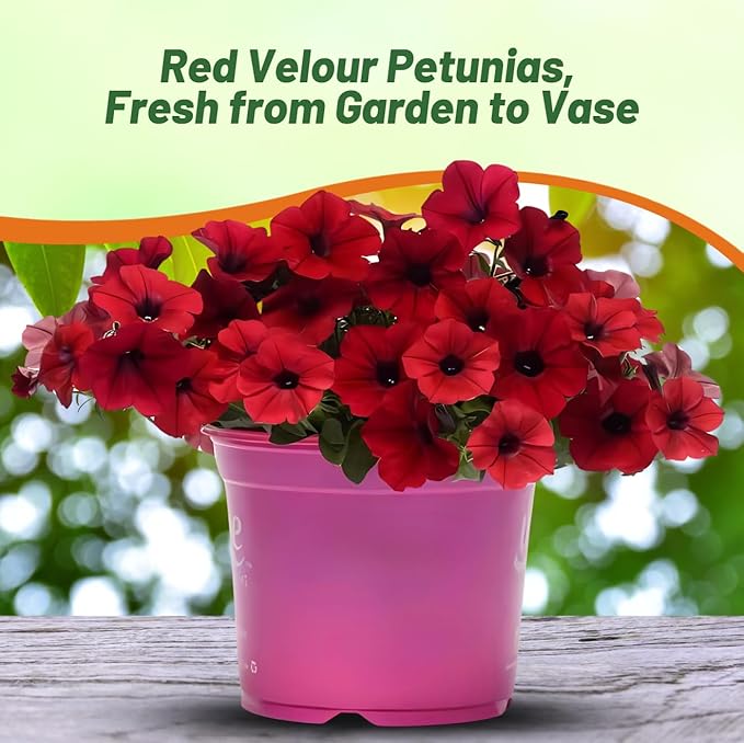 Outsidepride Red Velour Tidal Wave Petunia Seeds - 15 Pcs Annual, Vibrant Blooms, Spreading Petunia Seeds for Planting Outdoors, Ideal for Pollinator-Friendly Garden Beds & Containers (AAS Winner)
