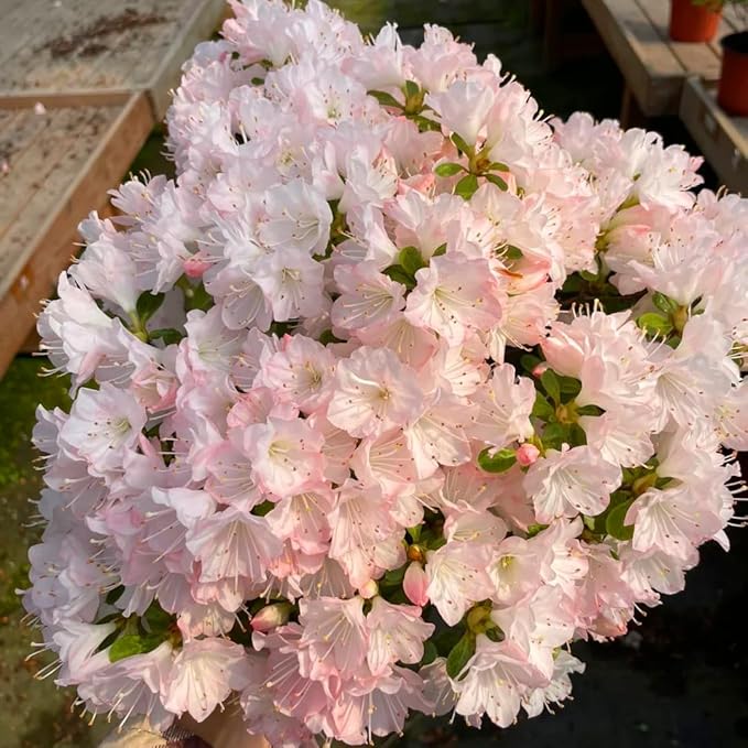 Dwarf Azalea Seeds for Planting, 30pcs Rare Azalea Rhododendron Perennial Flower Seeds Flower Plants, Non-GMO Heirloom Beauty Flowers for Home Garden Outdoors