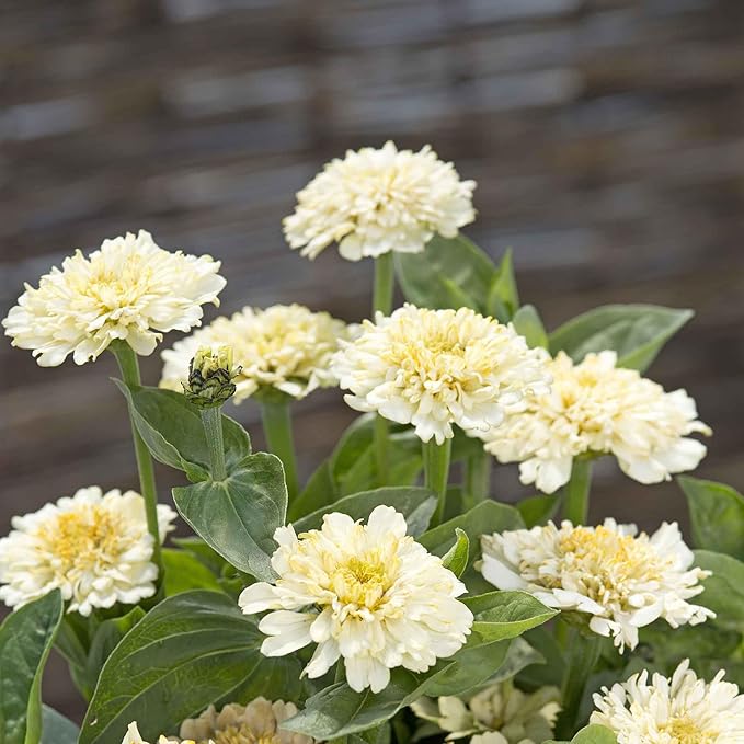 Eden Brothers Zinnia Seeds - Cresto! Cream
