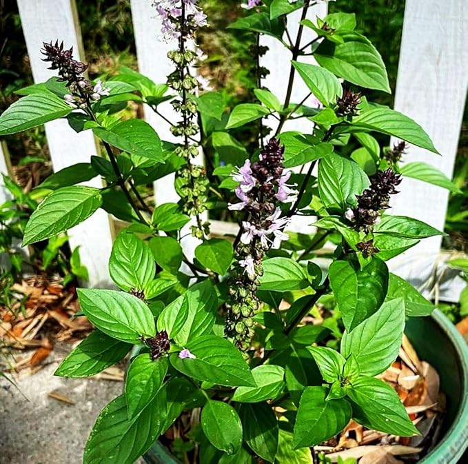 500+ Pcs Large Basil Seed Collection for Planting -Sweet, Opal, Thai, and Giant Leaf Basil - Non-GMO Heirloom Grow Indoors or Outdoor (Thai Basil)