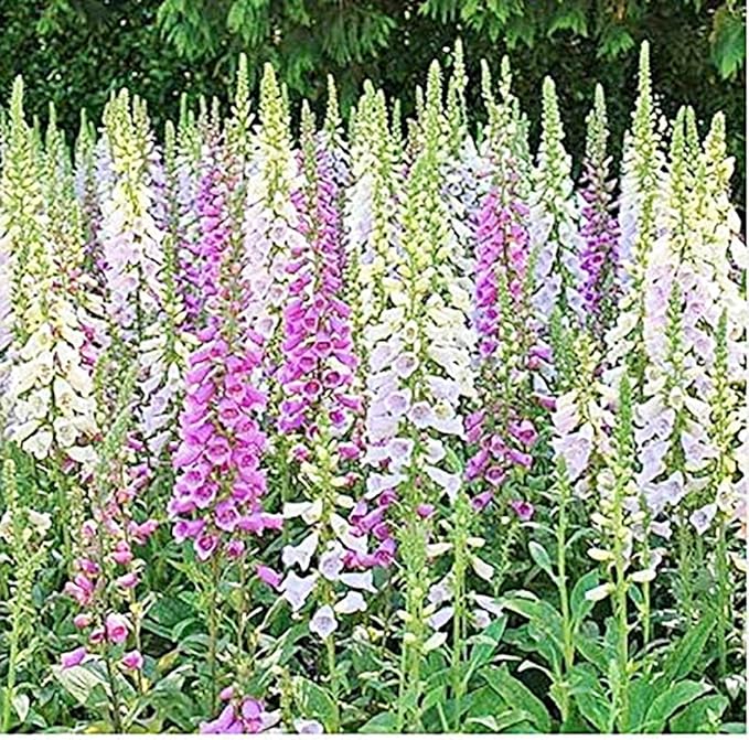 Foxglove Seeds - Gloxiniaeflora Mixed Colors - Approximately 10,000 Fine Seeds