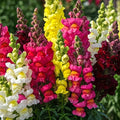 250+ Snapdragon Flower Seeds – Mixed Colors – Vibrant Spikes for Beds, Borders & Bouquets | Exotic Garden Flowers | Made in USA, Ships from Iowa.