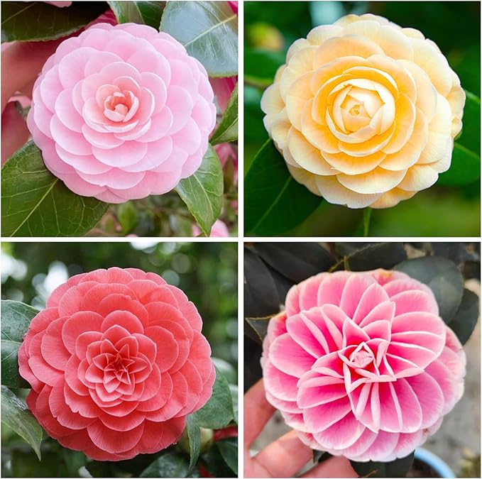 Mixed Camellia Seeds for Planting -20Pcs Non-GMO Heirloom Camellia Seeds Rate Landscaping Plant