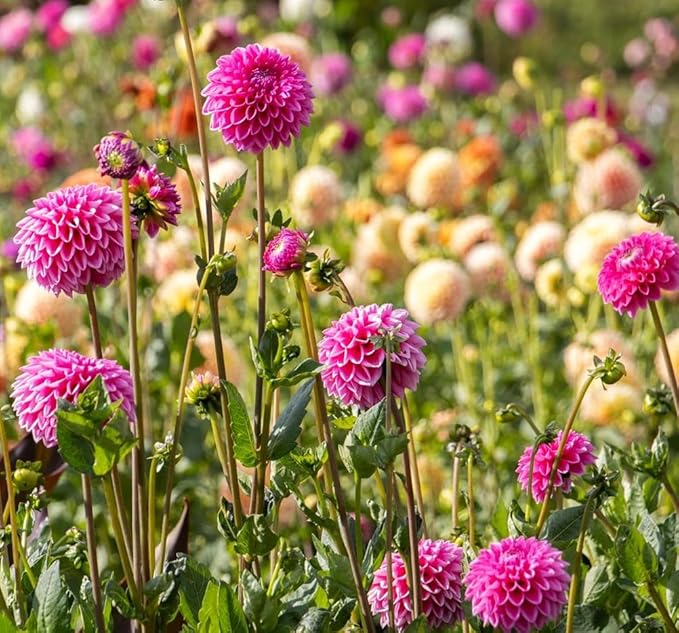 Rare Dahlia Seeds – 100+ Non-GMO Compound Petals Heirloom Seeds - High-Yield Mixed – Attracts Butterflies & Pollinators