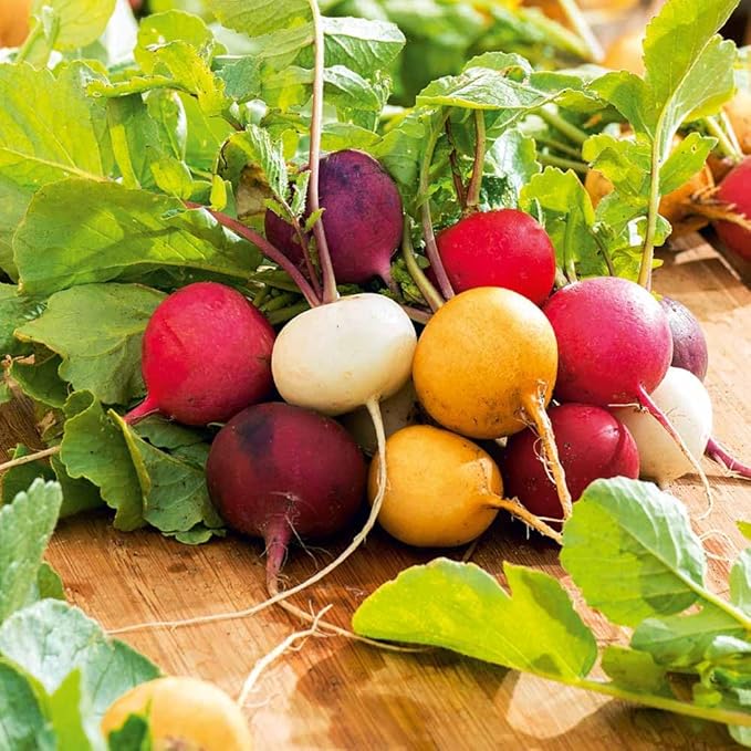 Park Seed Radish Vegatable Plant Seeds, Easy to Grow, Variety of Colors, Spring Garden, Beauty Blend, Pack of 200
