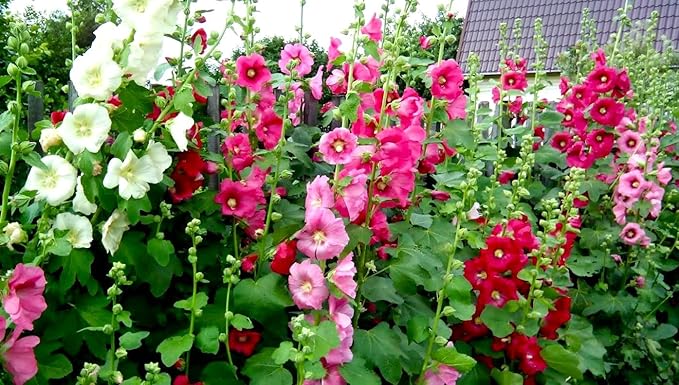 Seeds Hollyhock Seed Mix Malva 30+ Seeds for Planting Showy Perennial Flower Multicolor Mixture