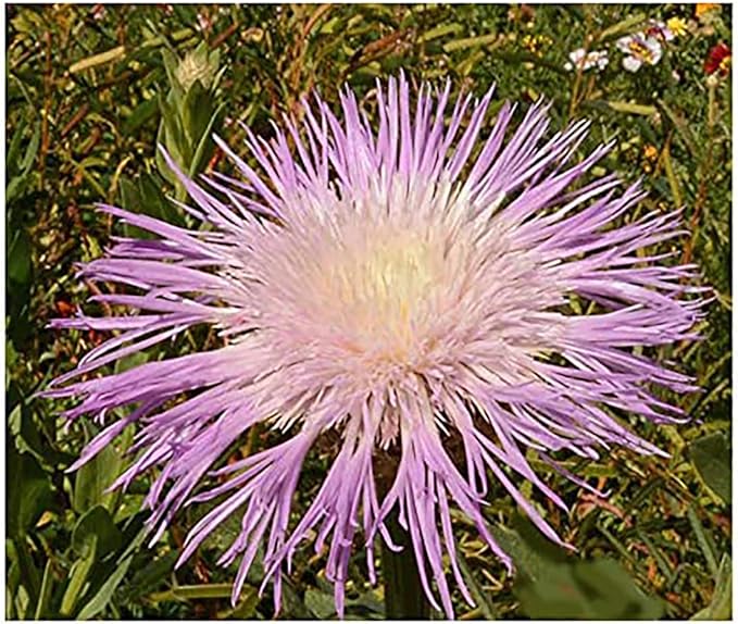 American Basket Flower Seeds - Pink