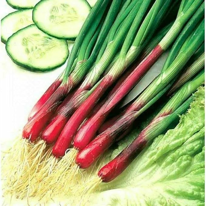 100+ Seeds Red Welsh Onion - Vegetable Red