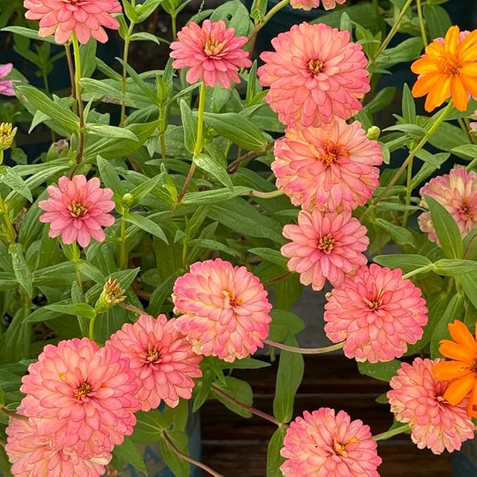 Dwarf Zinnia Seeds for Planting, 50+pcs Rare Perennial Zinnia Flower Seeds Plants, Non-GMO Heirloom Fragrant Beauty Flowers Plants Home Garden for Outdoors