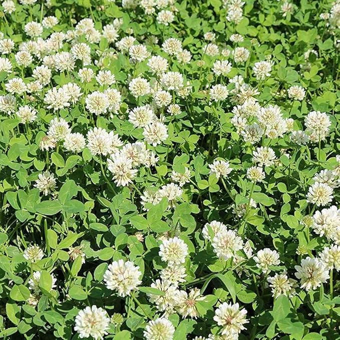 Outsidepride Perennial White Ladino Clover Seed - 5 lbs. Nitrocoated, Inoculated Bulk Clover Seeds, Ideal for Pasture, Forage, Food Plots & Wildlife Ground Cover for Continuous & Rotational Grazing