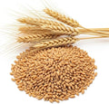 Winter Wheat Cover Crop Seeds for Planting- Non-GMO Wheat - Deer & Turkey Food Plot Seed - Cold Hardy Cover Crop (2 Pounds)