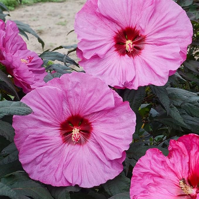 120+ PCS Mixed Giant Hibiscus Seeds for Planting Flowers Perennial Flower Outdoor Home Garden Flower