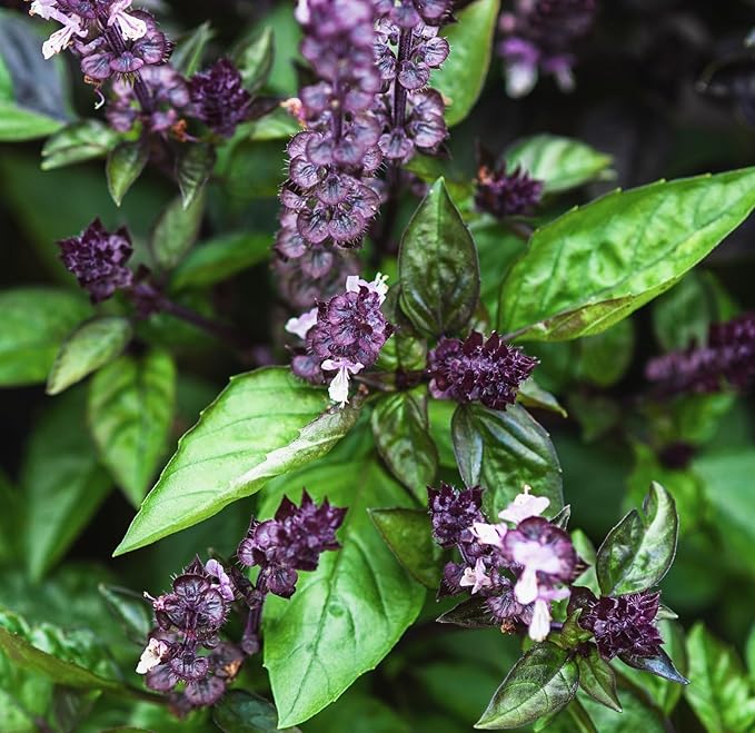 Cinnamon Basil Seeds for Planting Heirloom Non GMO Packets 750 Seeds – Plant & Grow Cinnamon Basil Indoor Hydroponics or Outdoor Gardening, Great Gardening Gift – 5 Packets, Purple
