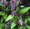 Cinnamon Basil Seeds for Planting Heirloom Non GMO Packets 750 Seeds – Plant & Grow Cinnamon Basil Indoor Hydroponics or Outdoor Gardening, Great Gardening Gift – 1 Packet, Purple