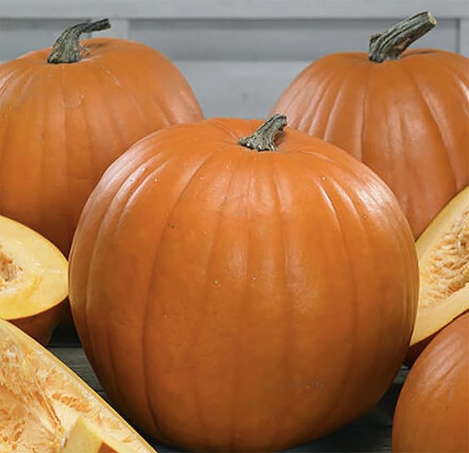 Howdens Field Pumpkin Seeds