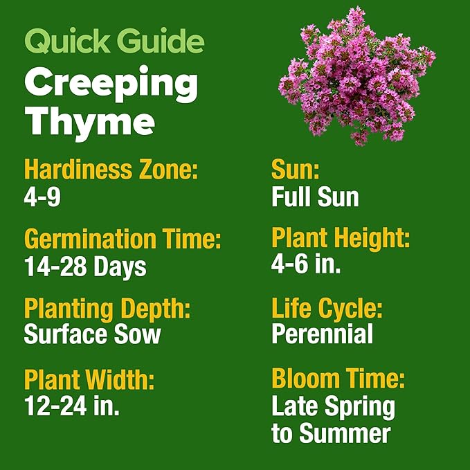 HOME GROWN Purple Creeping Thyme Seeds Non GMO Ground Cover Flowers 22,000+ Edible Herb Seeds for Planting Lawns & Paths 3g Perennial Thymus serpyllum