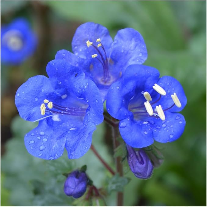 Seed Needs, California Bluebell Seeds - 800 Heirloom Seeds for Planting Phacelia campanularia - Annual Blue Flowers to Plant an Outdoor Butterfly Garden (1 Pack)