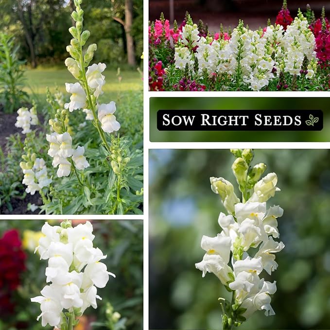 Sow Right Seeds - White Snapdragon Seeds for Planting - Non-GMO Heirloom Annual Variety - Beautiful Snap Dragons Flowers - Easy to Grow - Perfect for Gardens and Pots - Attract Pollinators (1)