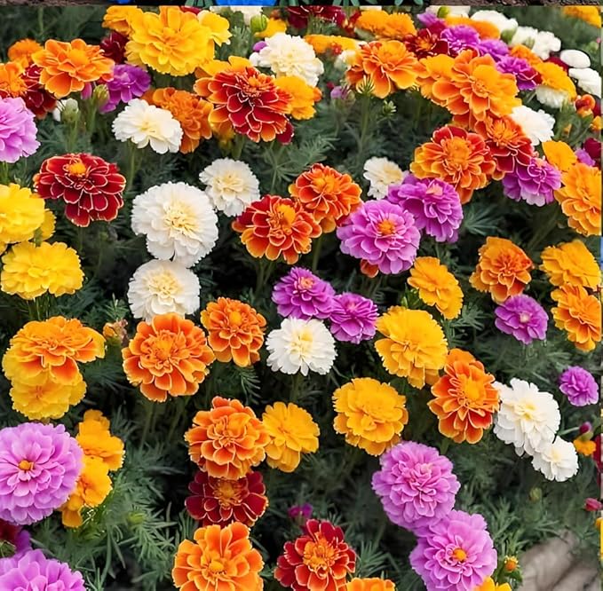 900+ Annual French Marigold Garden Flower Mix Flower Seeds for Planting Garden Decoration