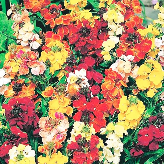 Mixed Erysimum Seeds for Planting - 100Pcs Multicolor Erysimum Seeds for Growing Garden Home Garden Balcony Easy to Grow Flowers Seeds