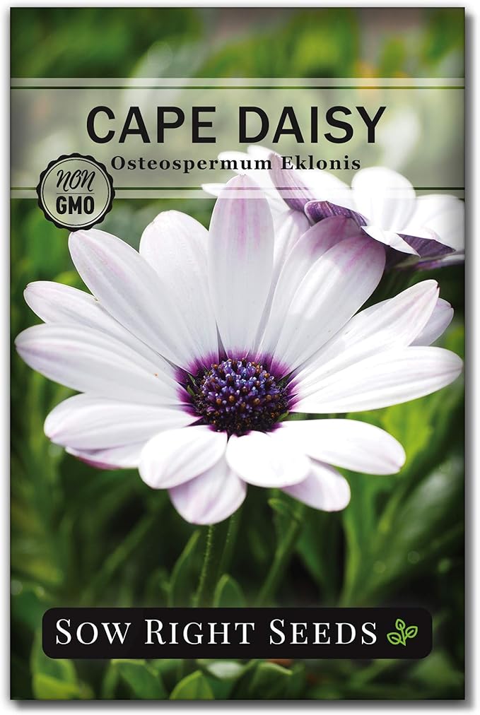 Sow Right Seeds - Cape Daisy Flower Seeds for Planting - Non-GMO Heirloom Packet with Instructions to Grow - White with Glowy Purple Centers - Lovely Daisies for Your Garden - Classic Annual (1)