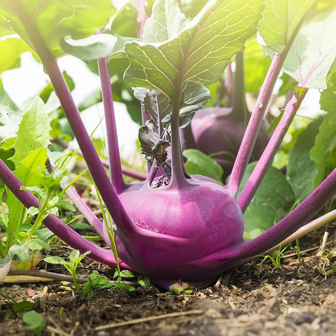 Organic Kohlrabi Seeds (Purple Vienna) - Approx 500 Seeds - USDA Organic, Non-GMO, Open Pollinated, Heirloom