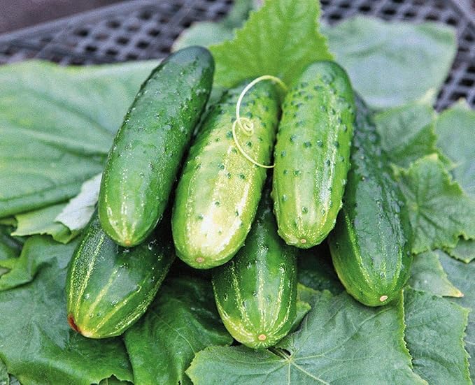 40+ Seeds Cucumber Wisconsin Gherkin - Vegetable Open-Pollinated