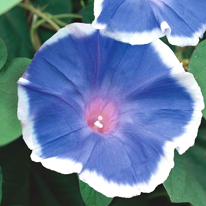 Eden Brothers Morning Glory Seeds - Blue Picotee, Non-GMO Seeds for Planting, Packet | Low-Maintenance Flower Seeds, Plant During Spring, Zones 1, 2, 3, 4, 5, 6, 7, 8, 9, 10