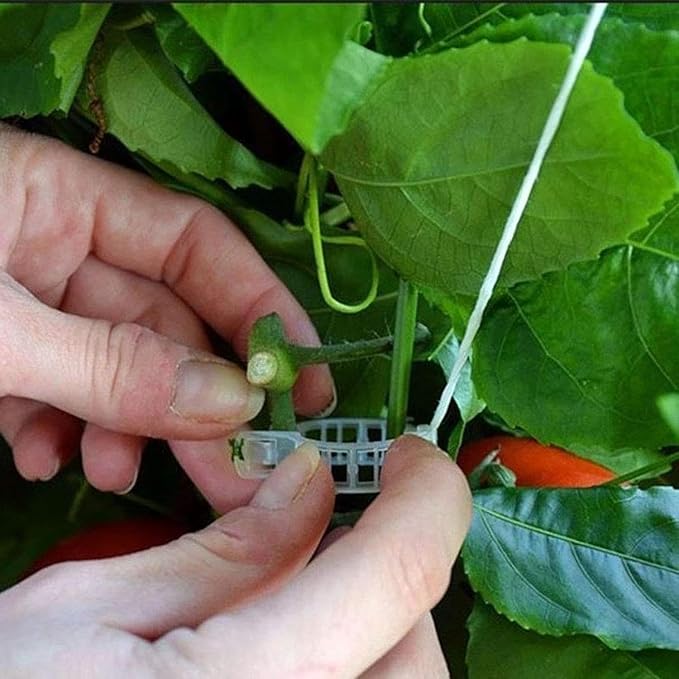 100Pcs White Plant Support Clips,Plant Fixing Clip Plant Clips for Climbing Plants,Garden Clips Plant Support Clips Plant Vine Clips Plant Support Garden Clip Vine Fixing Clip,Plant Support Structures