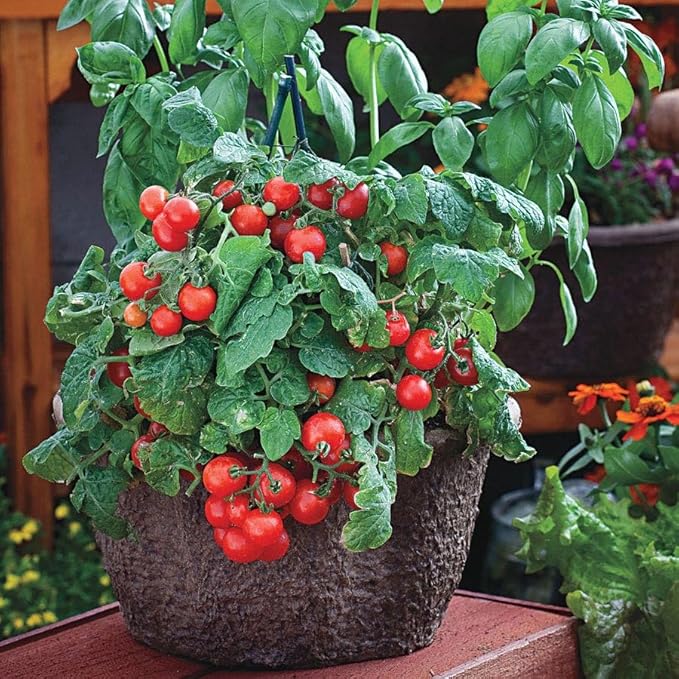 Park Seed Ultimate Container Seed Collection – Non-GMO Compact Vegetable Varieties for Patio Planters & Small Spaces, with Tomato, Pepper, Pea, Radish & Carrot, Total of 515 Seeds