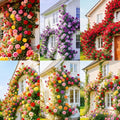 250+ Mix Climbing Roses Flowers Seeds -Rose Bushes Vine Climber Rose Seeds for Planting Outdoors-High Germination Rate Ornamental Your Garden