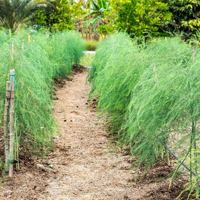 200 Asparagus Seeds for Planting, Vegetable Seeds, Asparagus Vegetable Seeds
