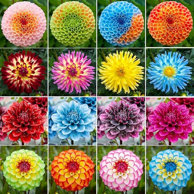 300+ Mix Dahlia Seeds to Plant - Exotic Varieties, Mixed Colors, Non-GMO, Ideal for Home Gardens