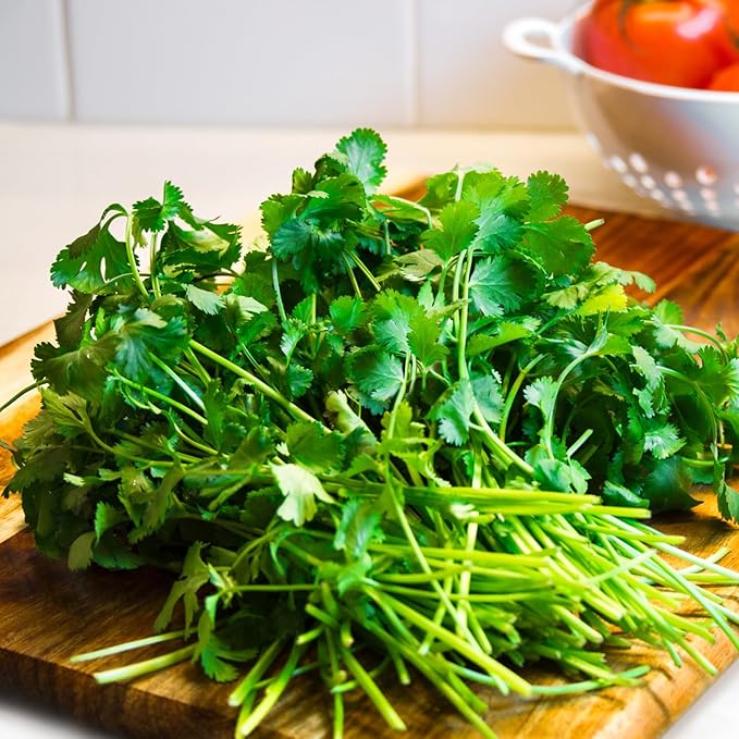 400Pcs Cilantro Seeds for Planting, Coriander Seeds Vegetable to Grow Indoor Outdoor
