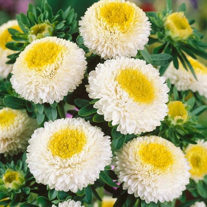 Outsidepride Tall Pompon White Aster Seeds - 2000 Pcs. Annual, Hardy & Pollinator Friendly Flower Seeds for Planting Vibrant Disc-Shaped White Blooms, Ideal for Meadows & Aesthetic Gardens