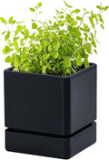 D'vine Dev 4 Inch Herb Planter Pot, Plastic Planter with Drainage Holes and Saucer, Modern Decorative Gardening Pot for Indoor Plants, Flowers, Herbs, Succulents, Black, Set of 1, 76-Y-B1-1