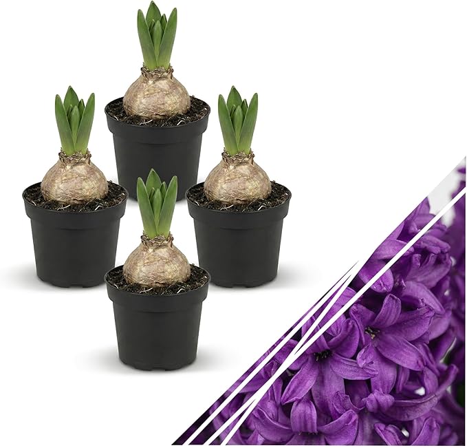 Live Flowering Hyacinth (4 Per Pack) - Purple, Beautiful Spring Bulbs, Ships Dormant in a 1 Pint Pot, Blooms in 2-3 Weeks